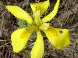 Moraea huttonii showing style branches